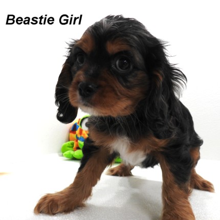 puppy, for, sale, Cockilear, Joe & Cherri  Overlease, dog, breeder, Miller, MO, dog-breeder, puppy-for-sale, forsale, nearby, find, puppyfind, locator, puppylocator, aca